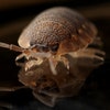 Evolution Pest Solutions avatar